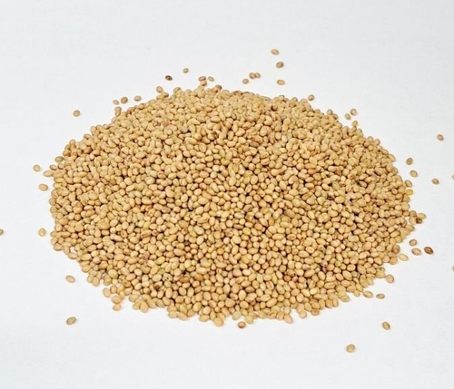 Sprouting - Alfalfa Seeds
